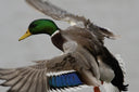 Ducks Unlimited Conservation