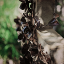 Cruz de Flores