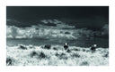 West: The American Cowboy Book by Anouk Masson Krantz