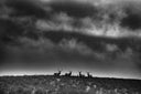 Ranchland Book by Anouk Masson Krantz